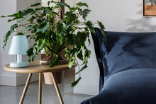 Load image into Gallery viewer, Edison The Ambiance